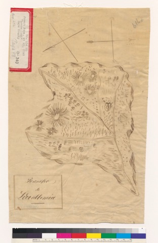 Diseño: Rancho de Locoallomia